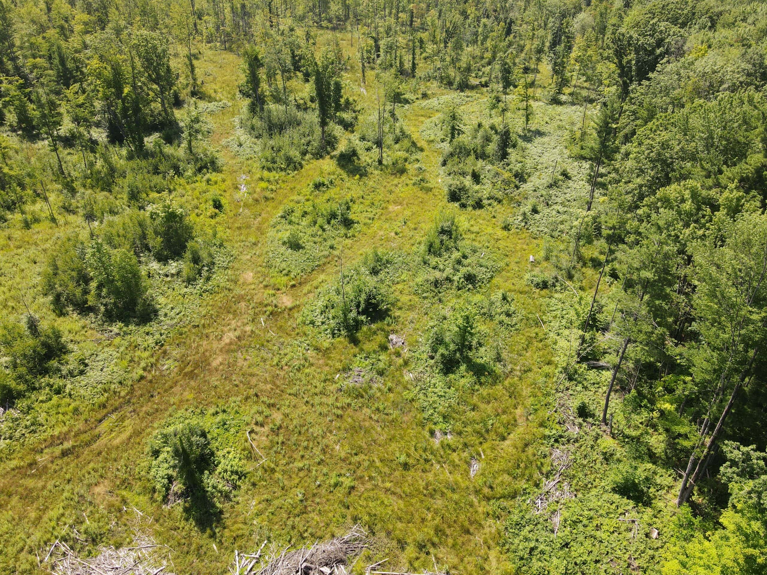 Hunting land for sale in Newaygo County Michigan