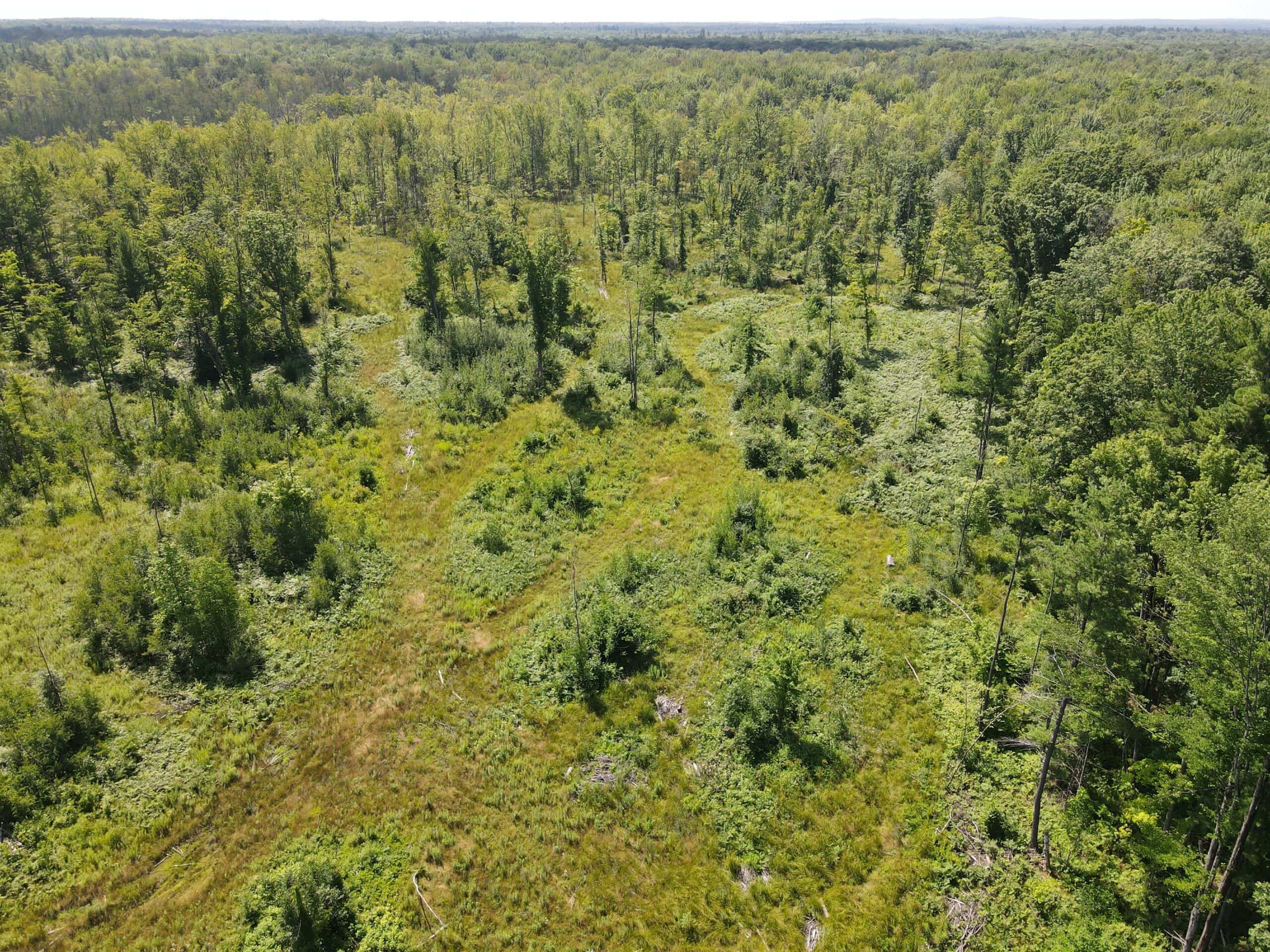 Hunting land for sale in Newaygo County Michigan