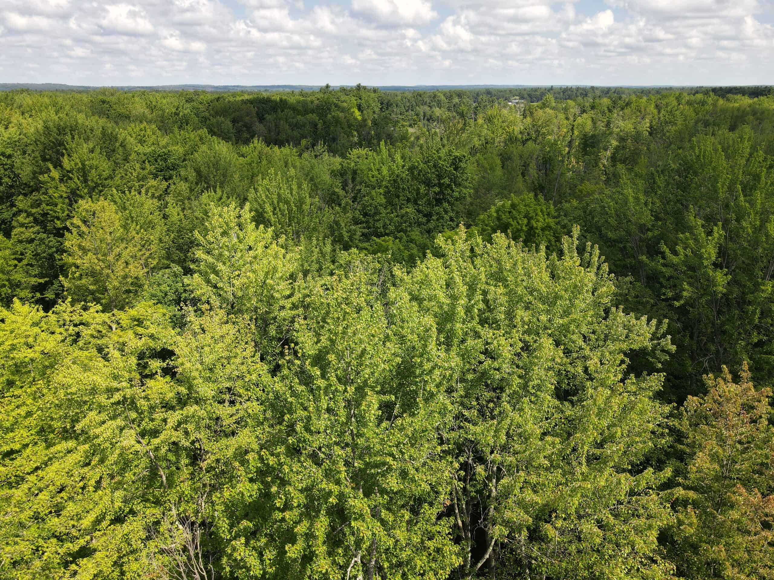 Hunting land for sale in Newaygo County Michigan