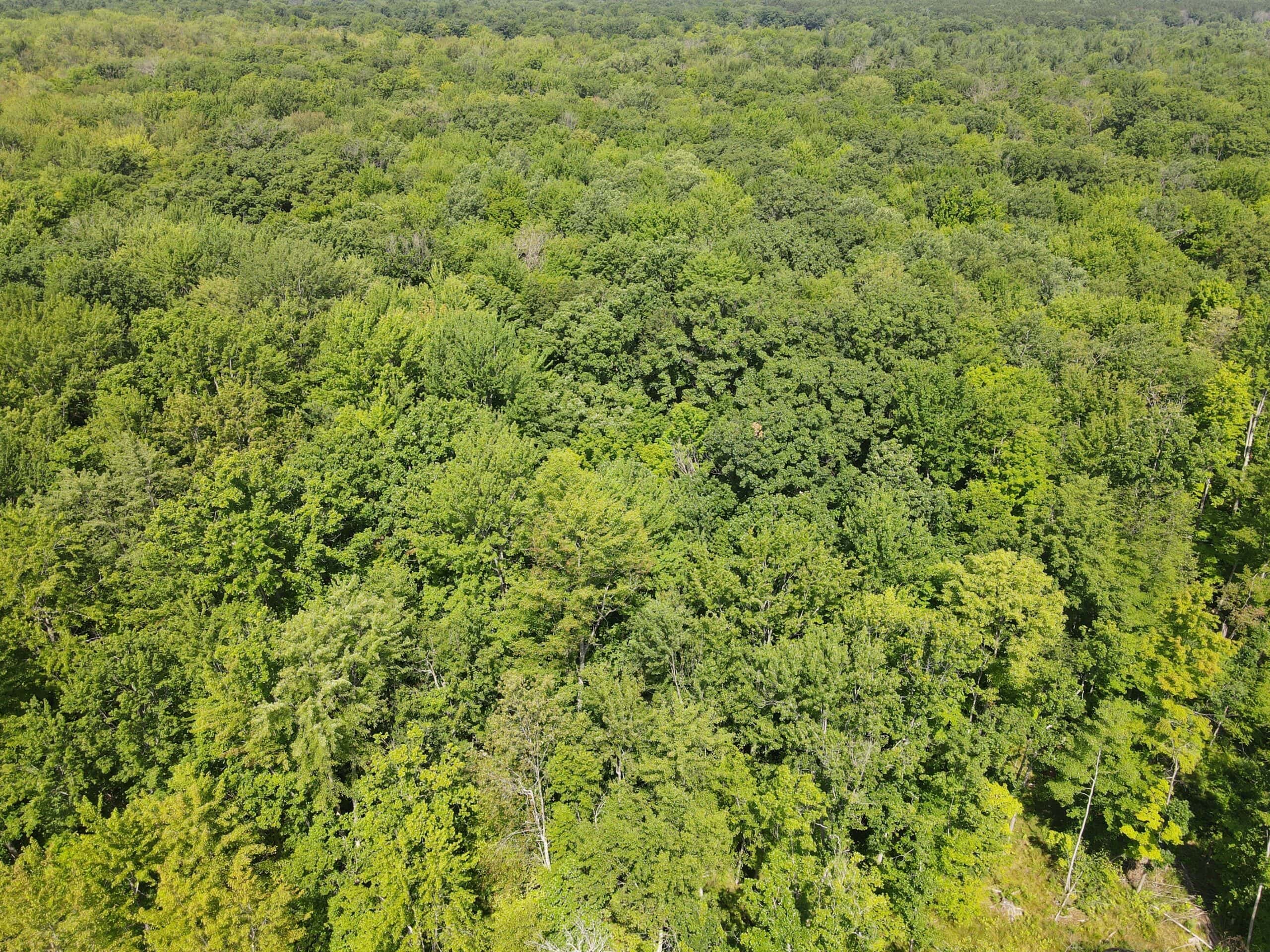 Hunting land for sale in Newaygo County Michigan