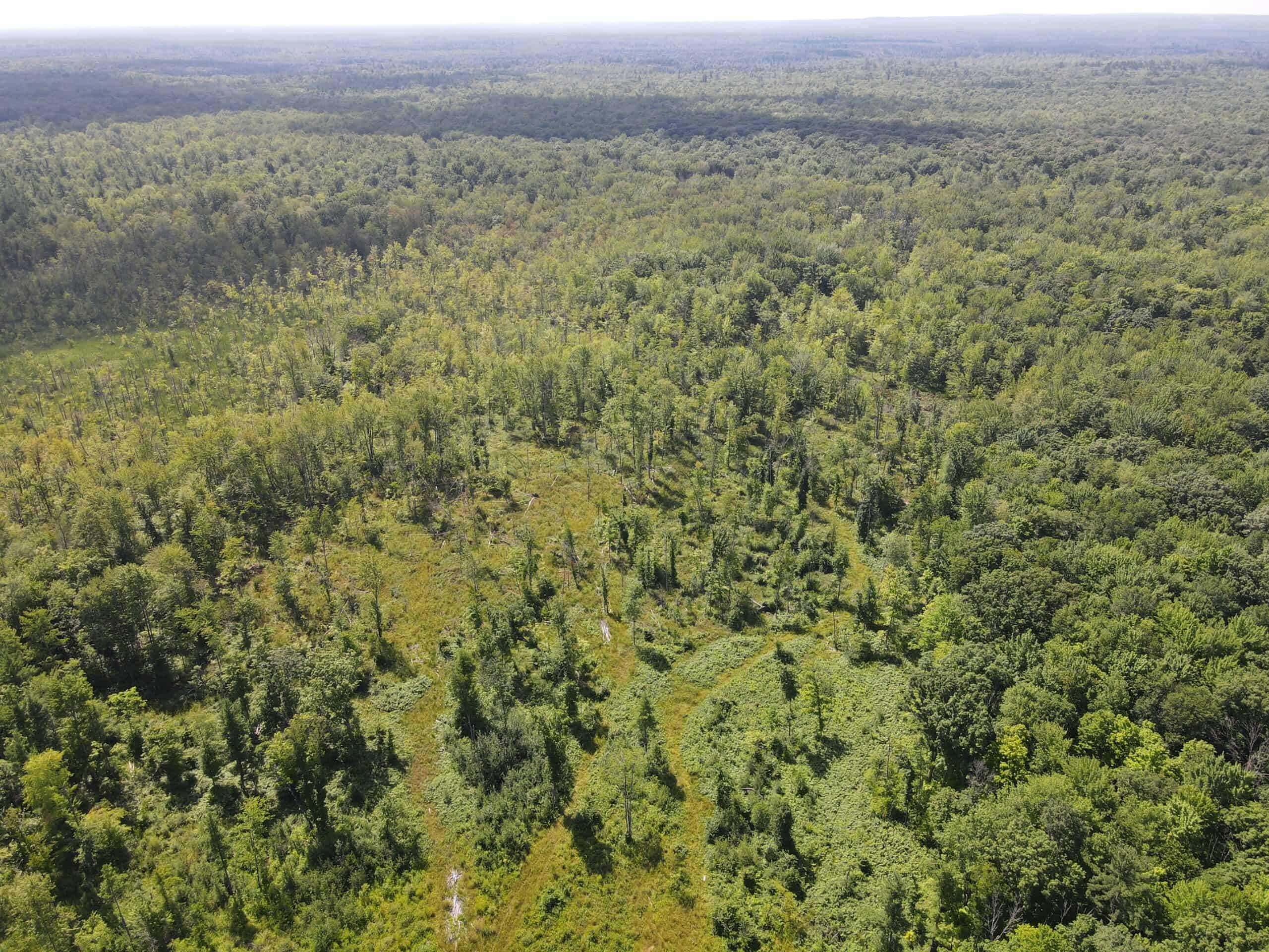 Hunting land for sale in Newaygo County Michigan