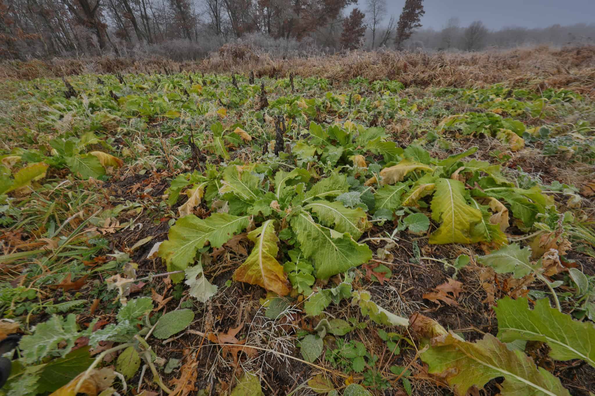Hunting Camp for Sale in Juneau County, Wisconsin