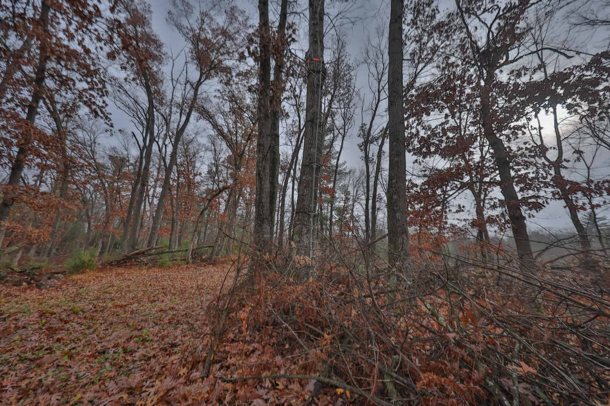 Hunting Camp for Sale in Juneau County, Wisconsin