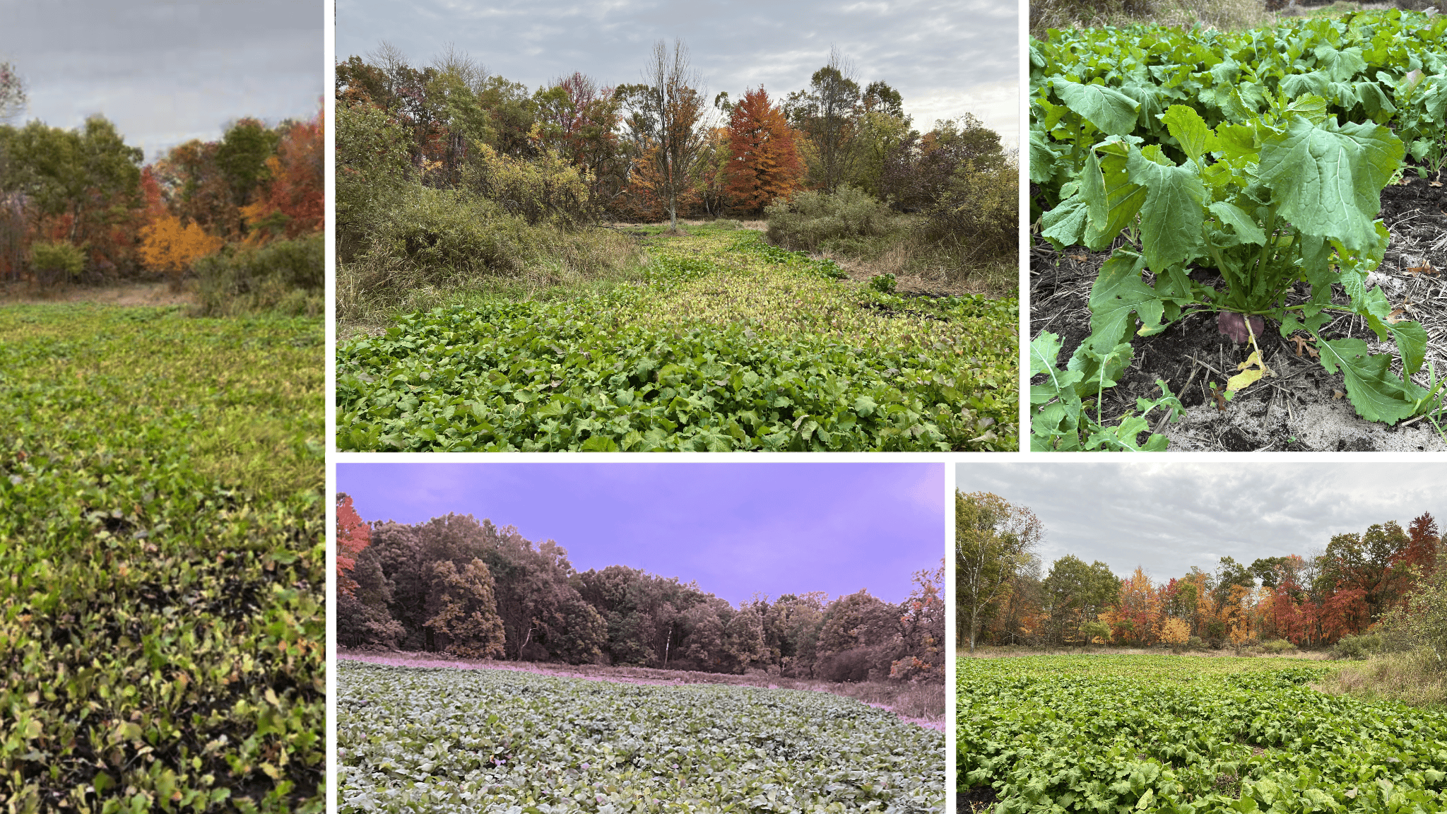 Hunting Camp for Sale in Juneau County, Wisconsin