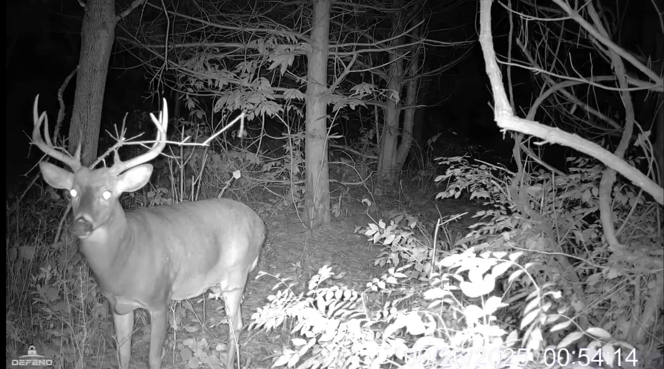 Windy Ridge – Conservation Homestead – 187 ± Acres in Monroe County’s Driftless Area of Wisconsin
