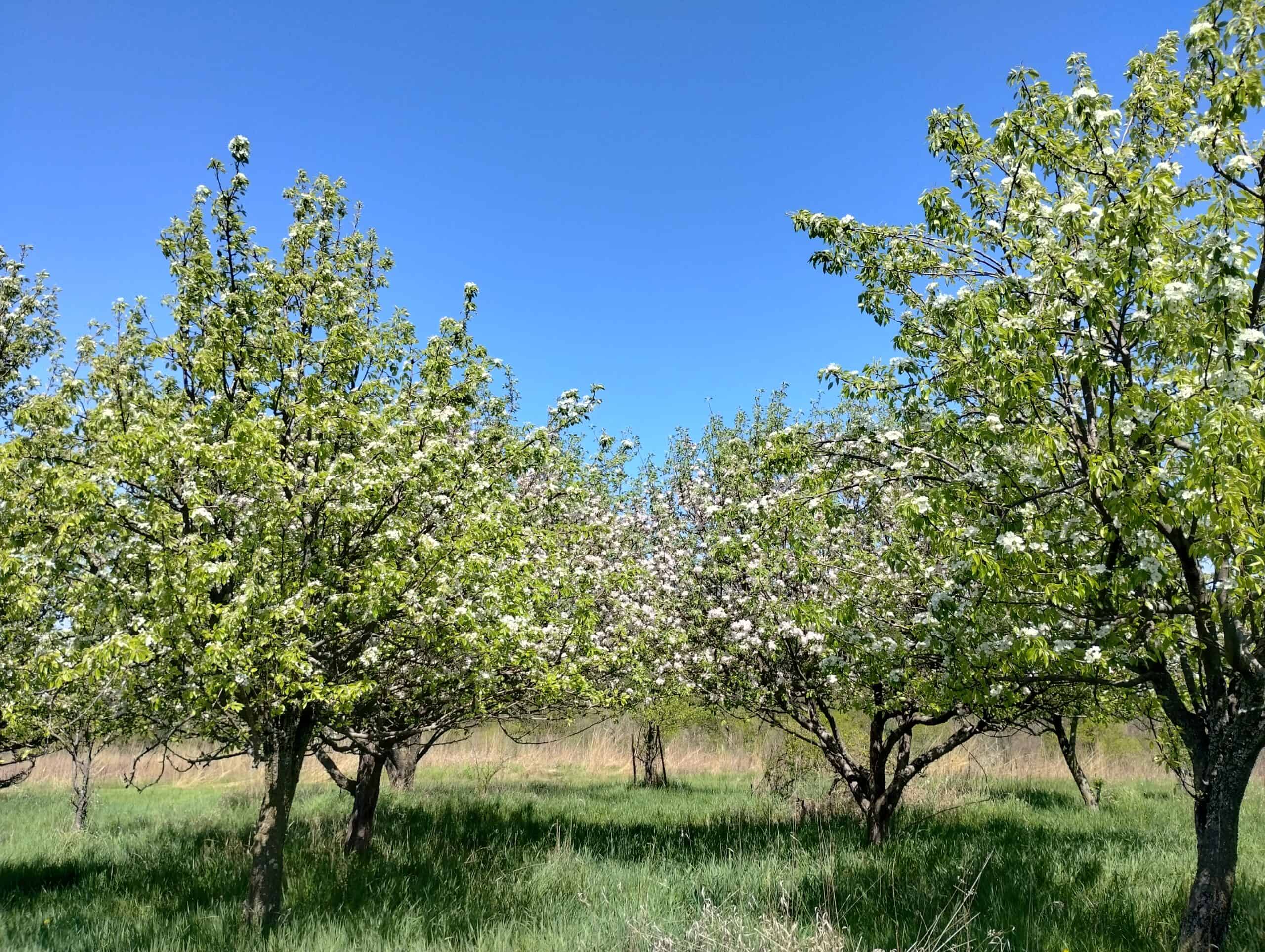 Windy Ridge – Conservation Homestead – 187 ± Acres in Monroe County’s Driftless Area of Wisconsin