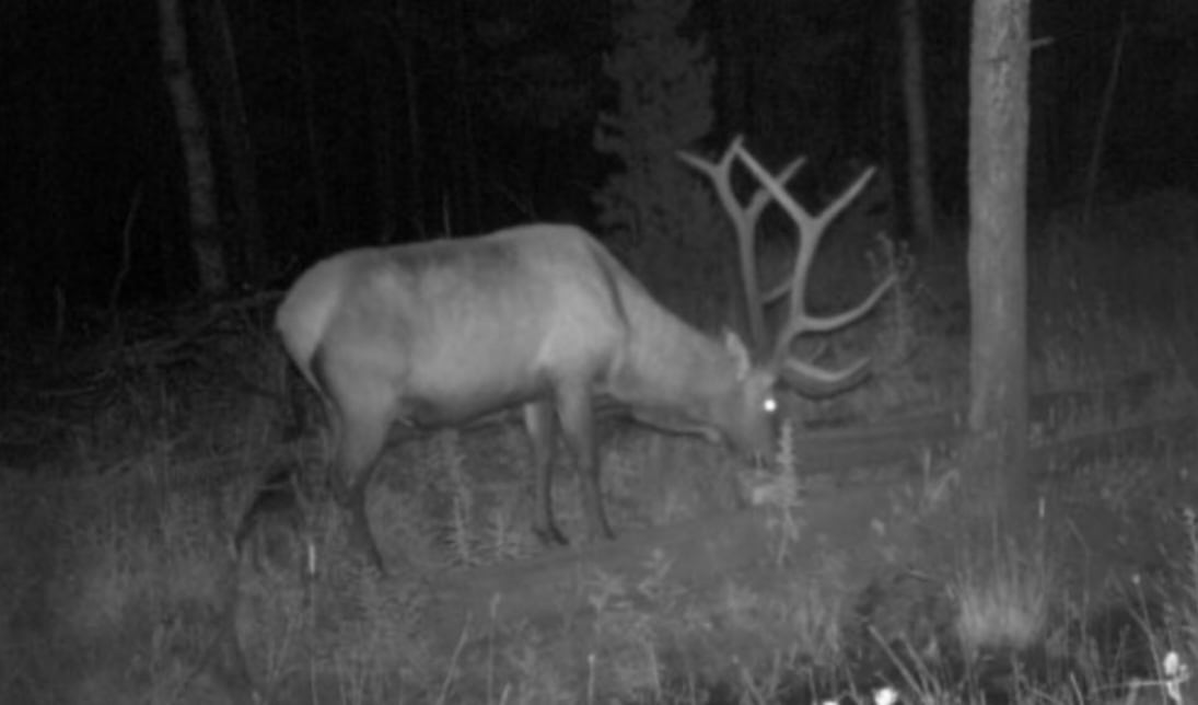 Buckhorn Lakes Ranch Investor Offering – 449± Acres of Premium Mountain Terrain for Sale