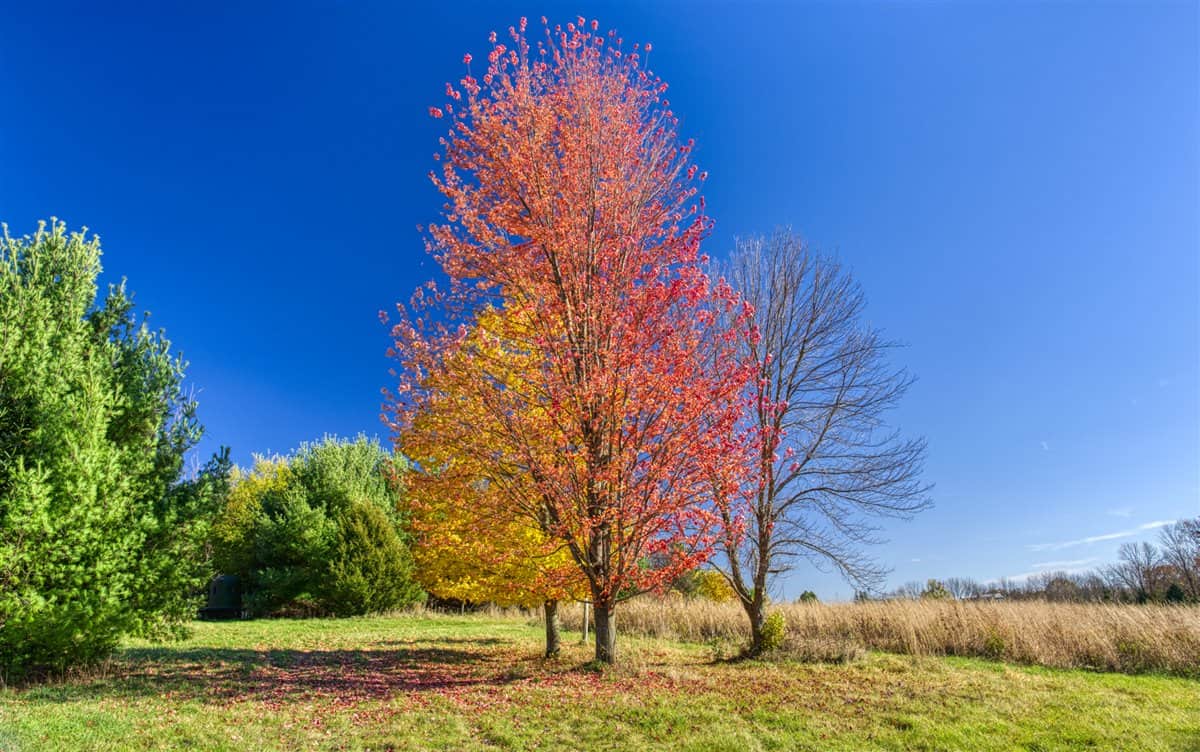 Windy Ridge – Conservation Homestead – 187 ± Acres in Monroe County’s Driftless Area of Wisconsin