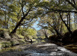 158.8 Acres Creek Frontage Clay County MS