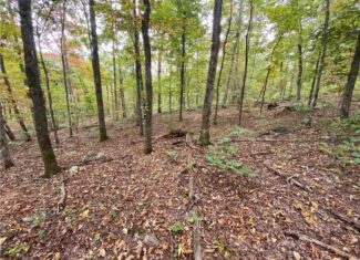 20 Acres Newton County Hunting Timberland For Sale Near Low Gap