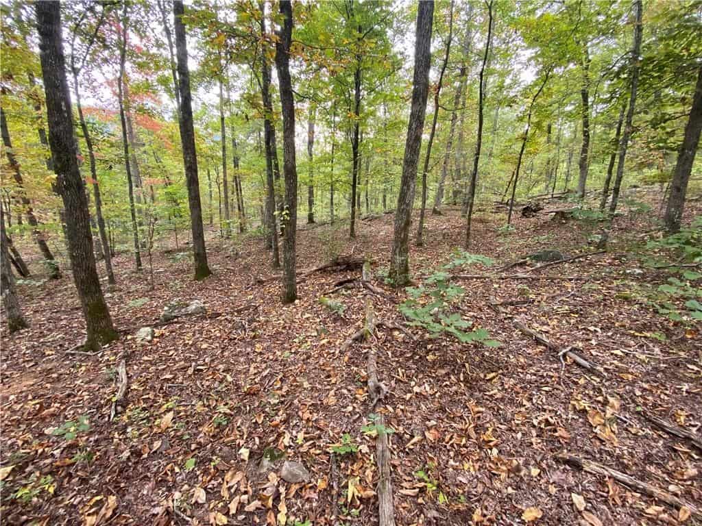 20 Acres Newton County Hunting Timberland For Sale Near Low Gap
