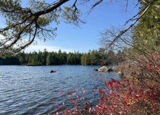 41 Acres with 1330 Ft on Long Lake – Northfield, ME