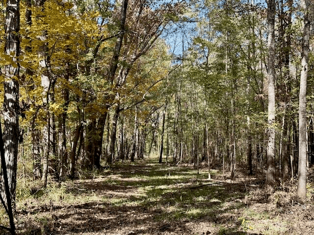 158.8 Acres Creek Frontage Clay County MS