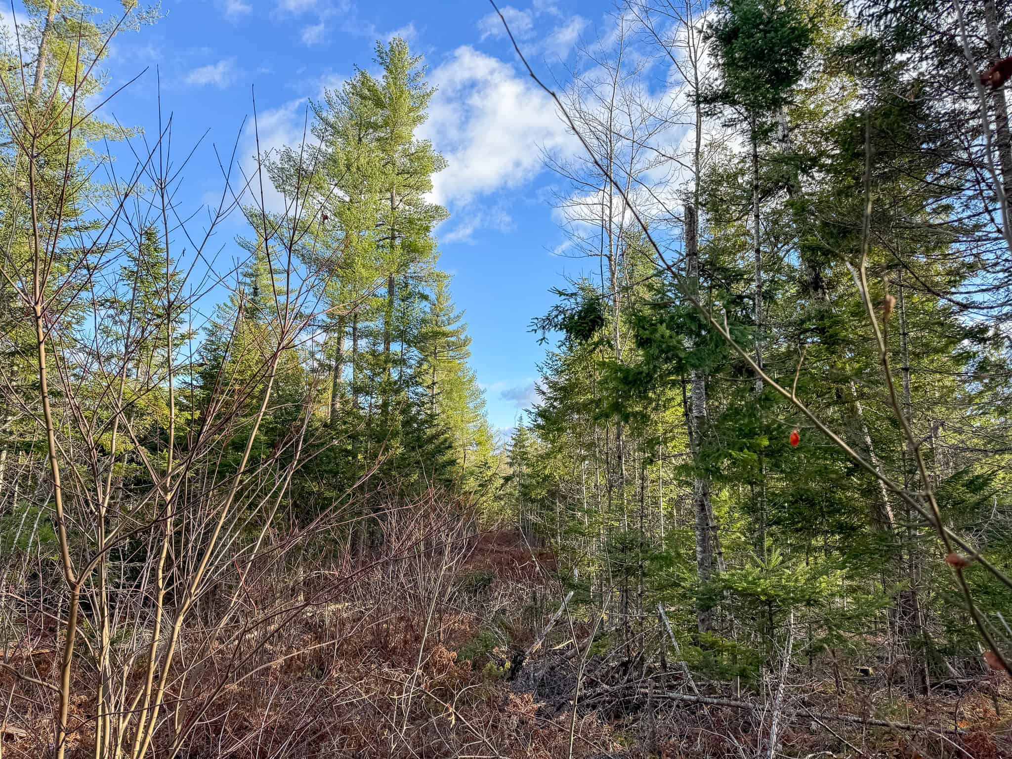 13.9 Acre Surveyed Parcel – Passadumkeag, Maine