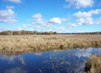 40 Acres of Trophy Whitetail Hunting