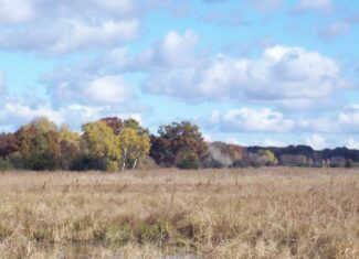 40 Acres of Trophy Whitetail Hunting