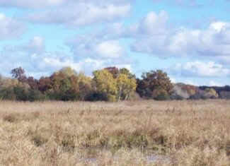 40 Acres of Trophy Whitetail Hunting