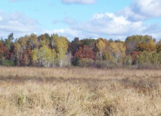 40 Acres of Trophy Whitetail Hunting