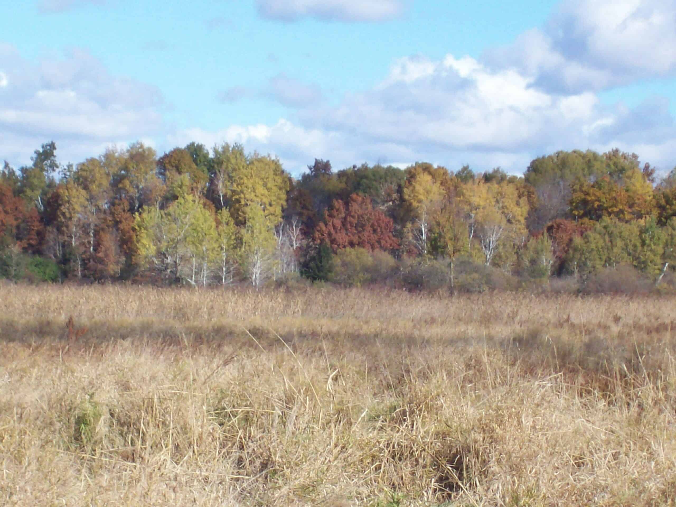 40 Acres of Trophy Whitetail Hunting