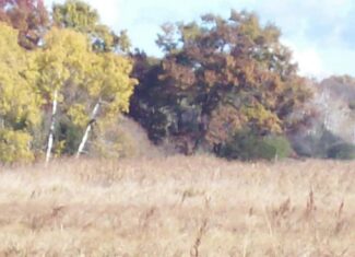 40 Acres of Trophy Whitetail Hunting