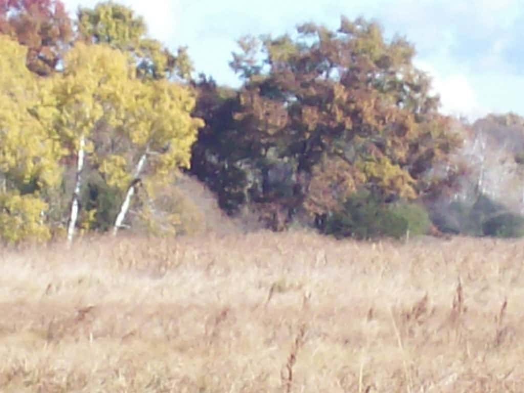 40 Acres of Trophy Whitetail Hunting