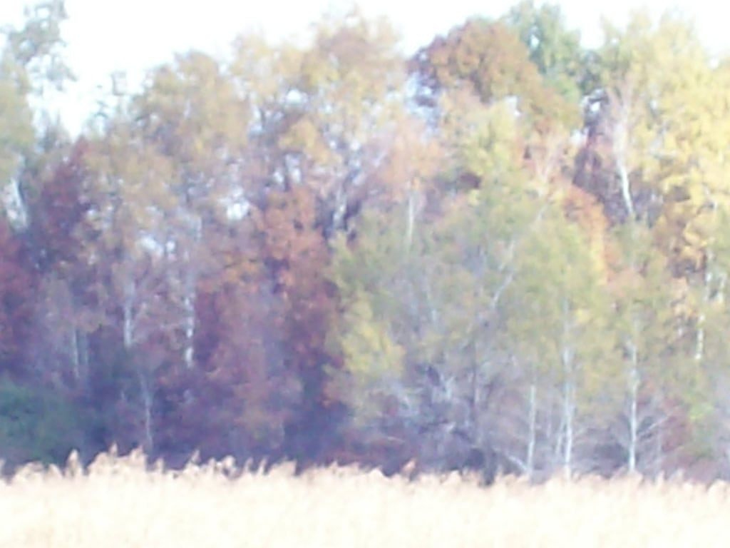 40 Acres of Trophy Whitetail Hunting
