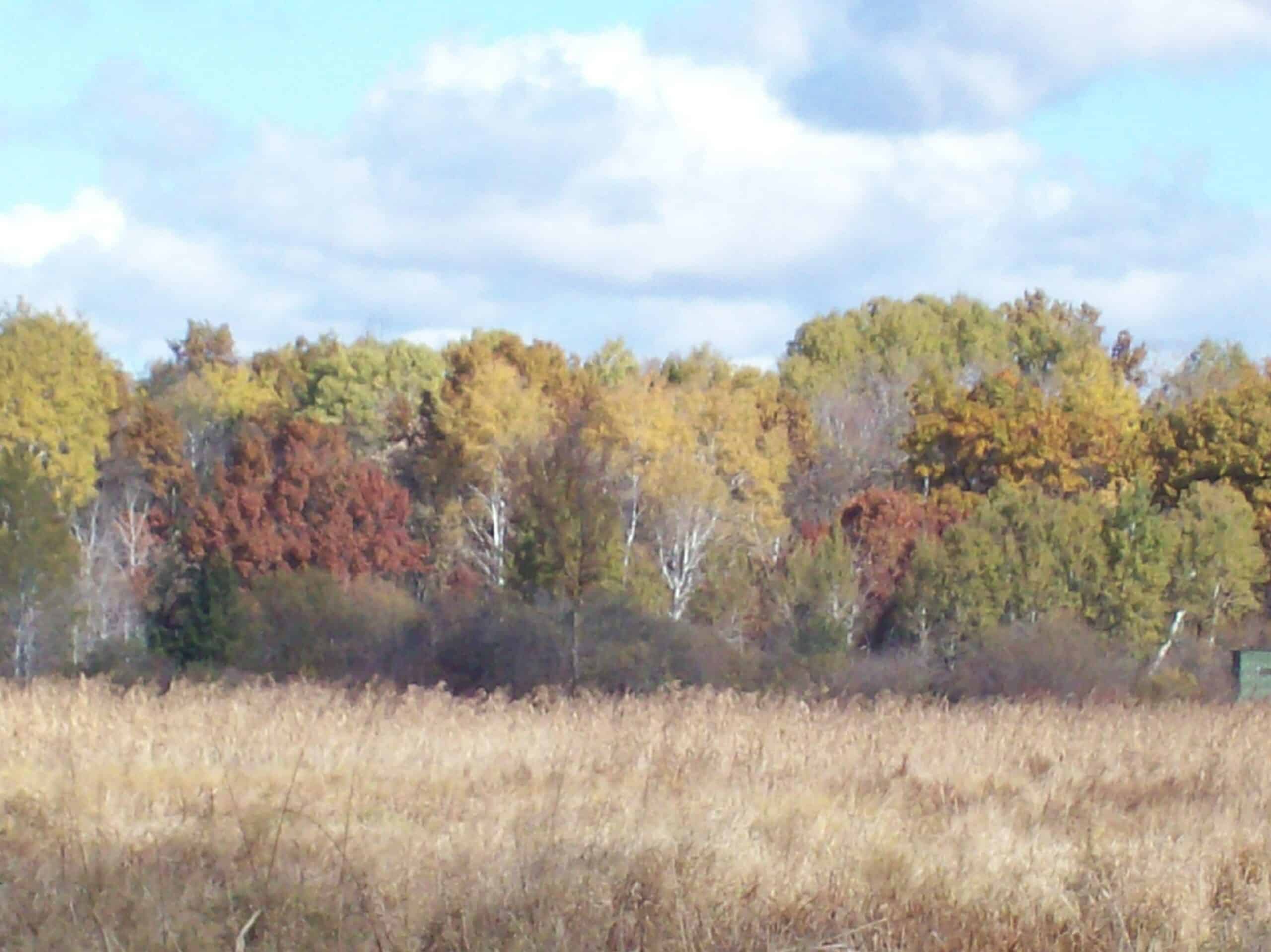 40 Acres of Trophy Whitetail Hunting