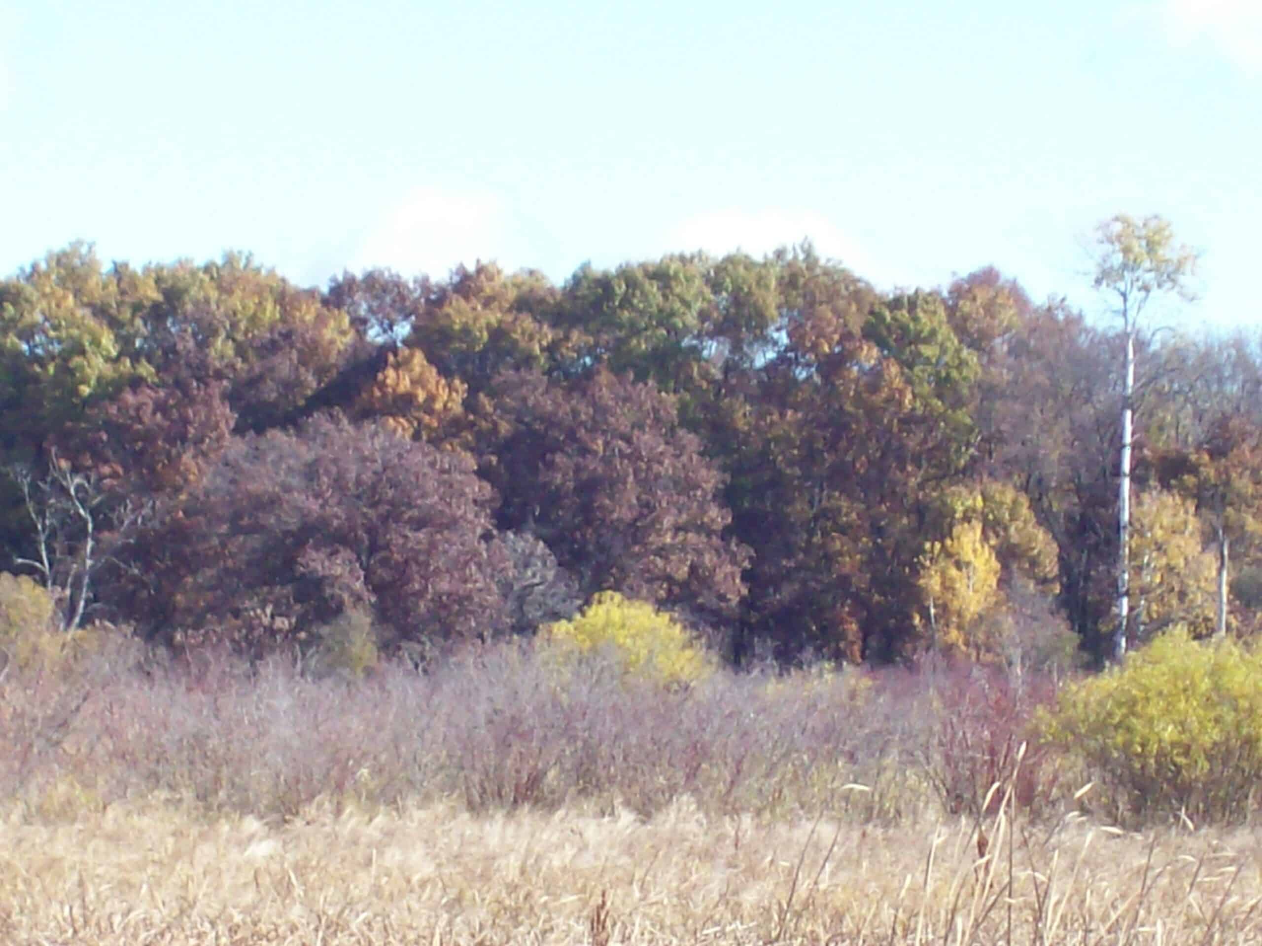 40 Acres of Trophy Whitetail Hunting