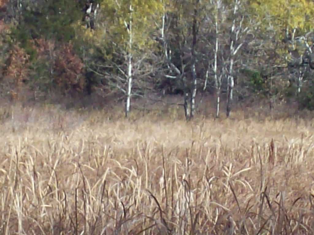 40 Acres of Trophy Whitetail Hunting