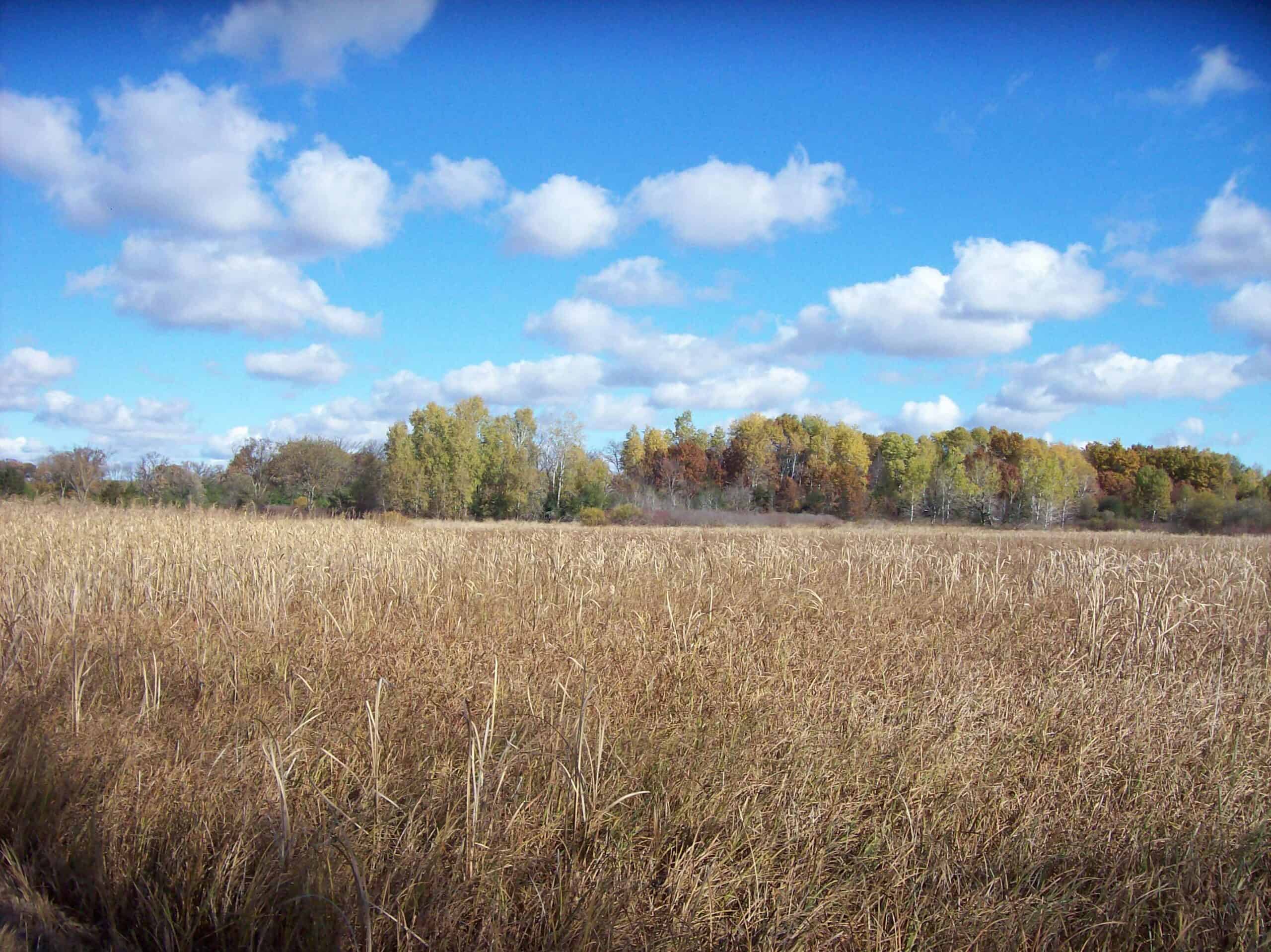 40 Acres of Trophy Whitetail Hunting