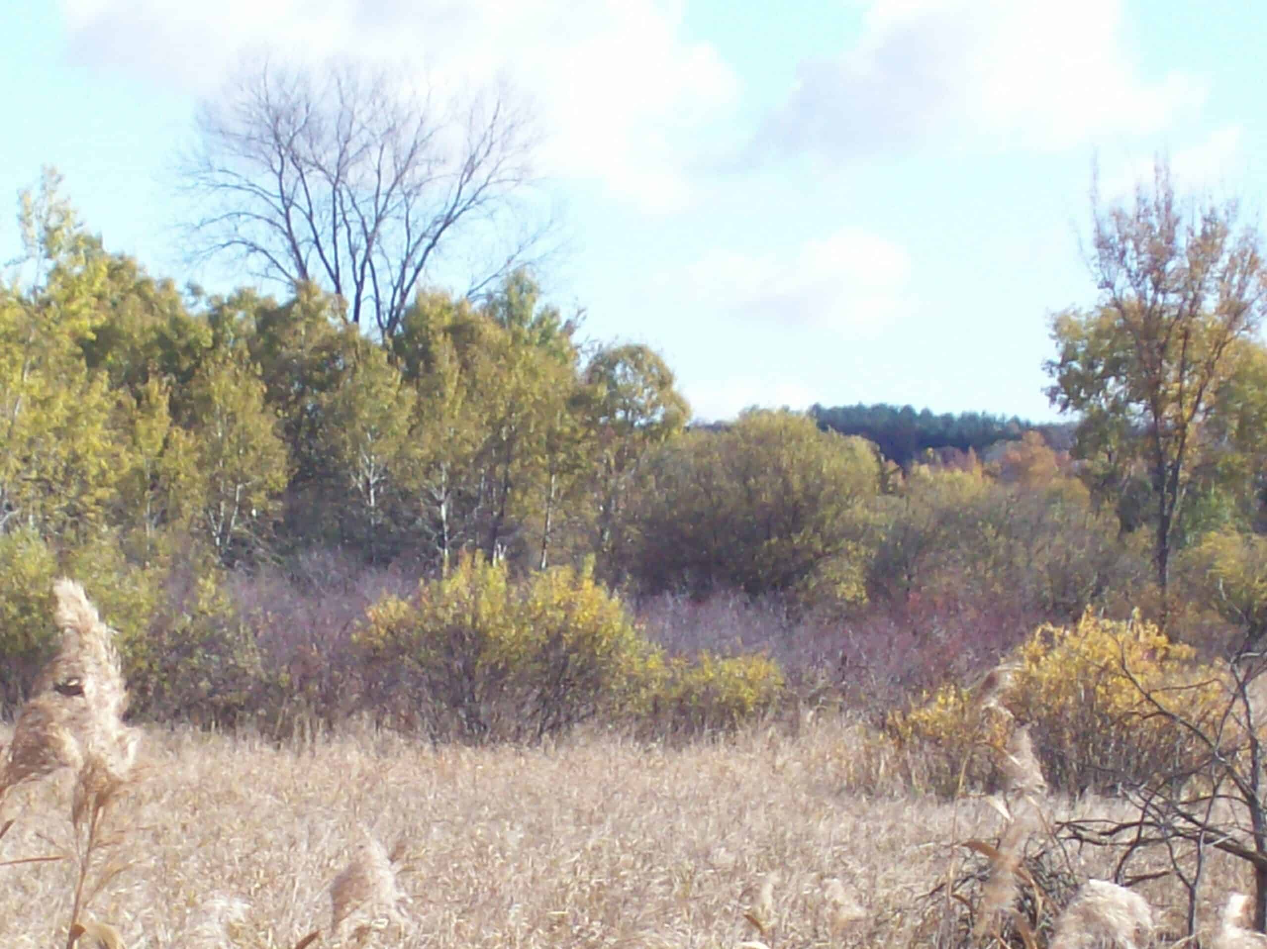 40 Acres of Trophy Whitetail Hunting