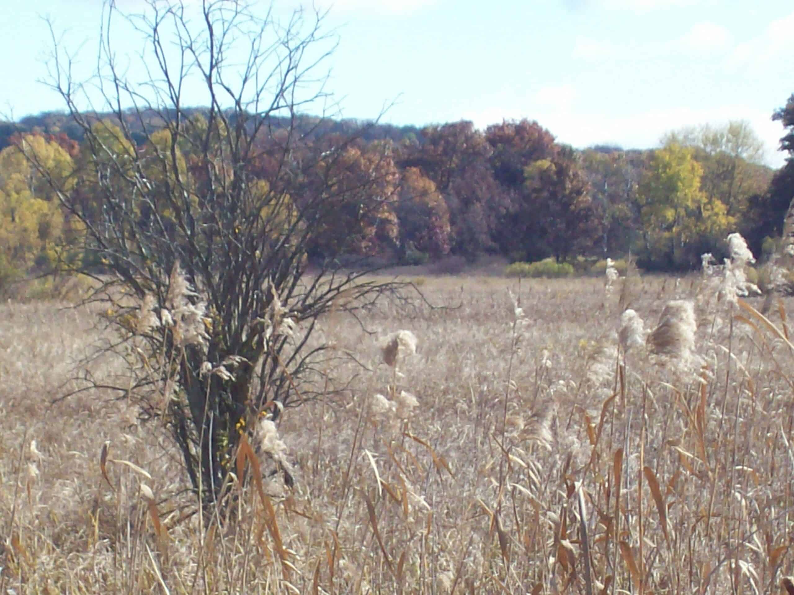 40 Acres of Trophy Whitetail Hunting