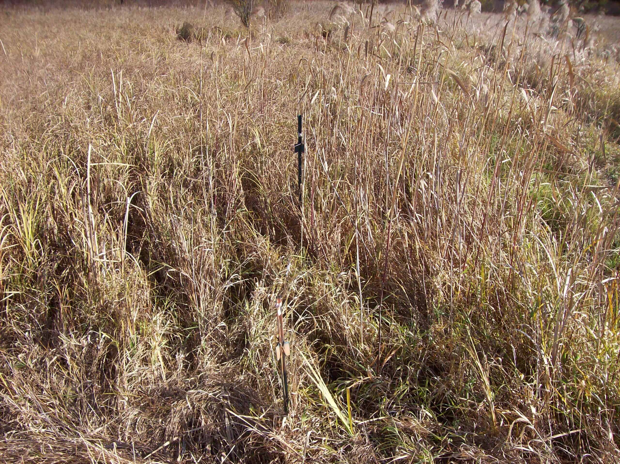 40 Acres of Trophy Whitetail Hunting