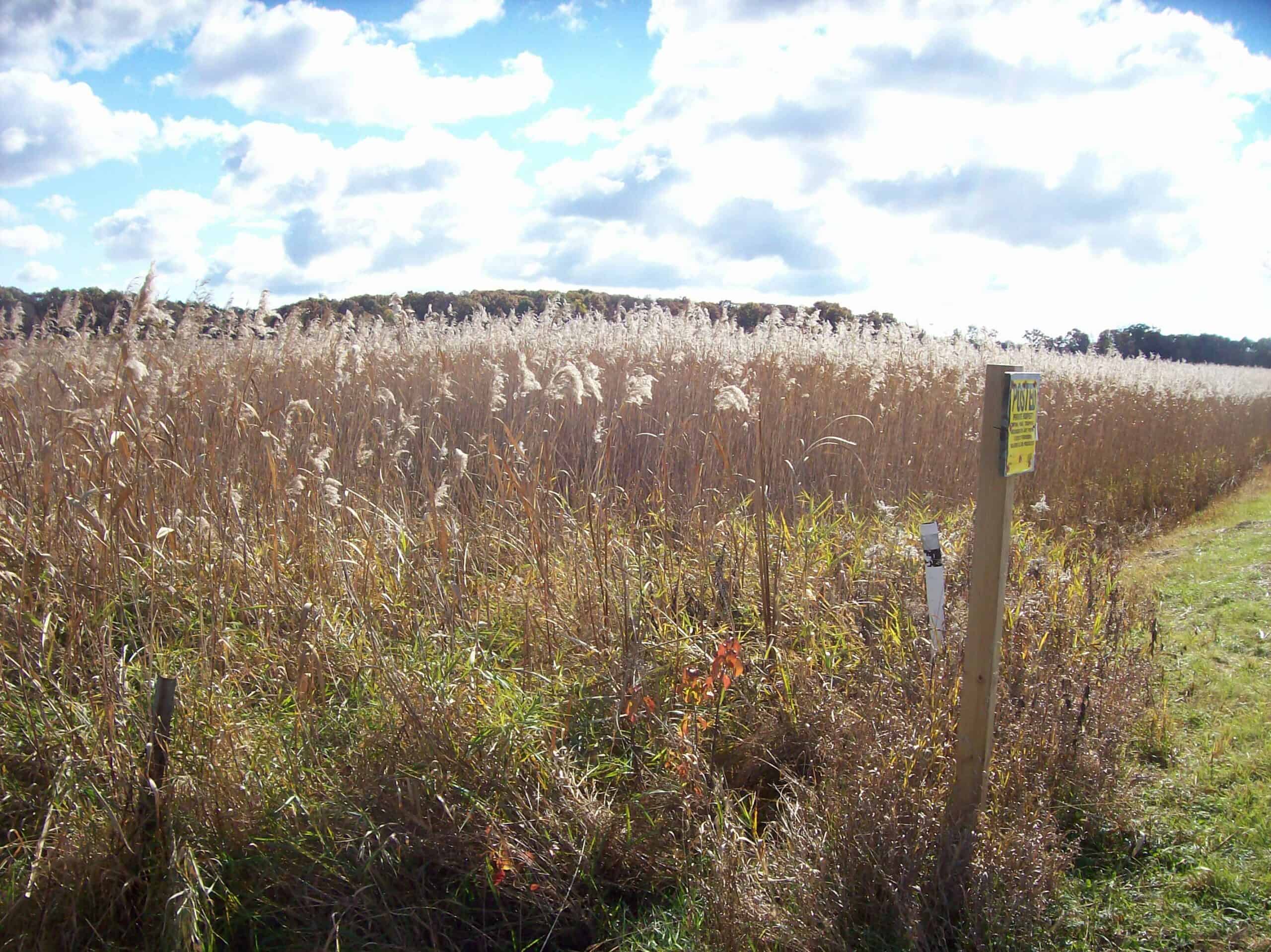 40 Acres of Trophy Whitetail Hunting