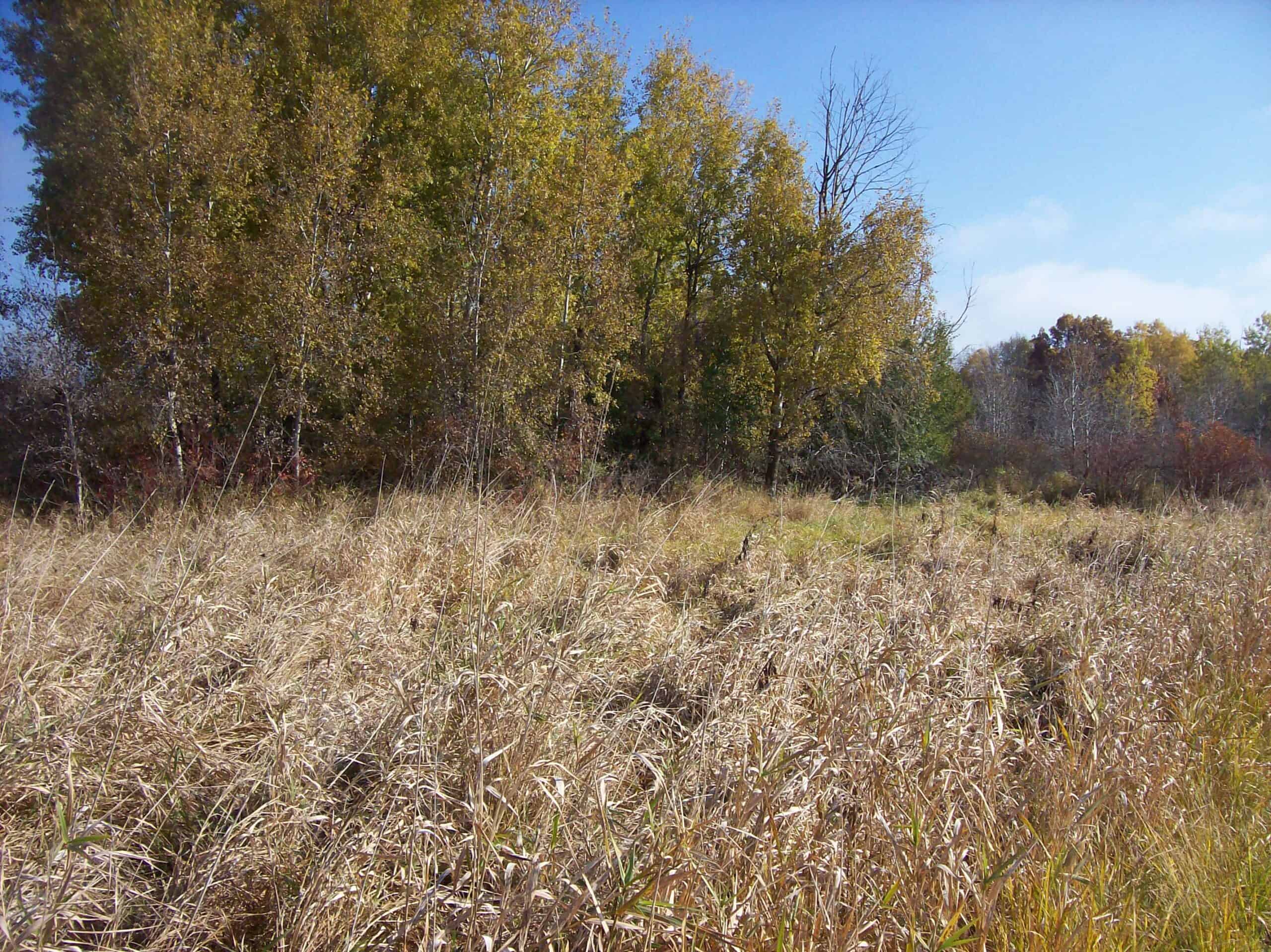 40 Acres of Trophy Whitetail Hunting