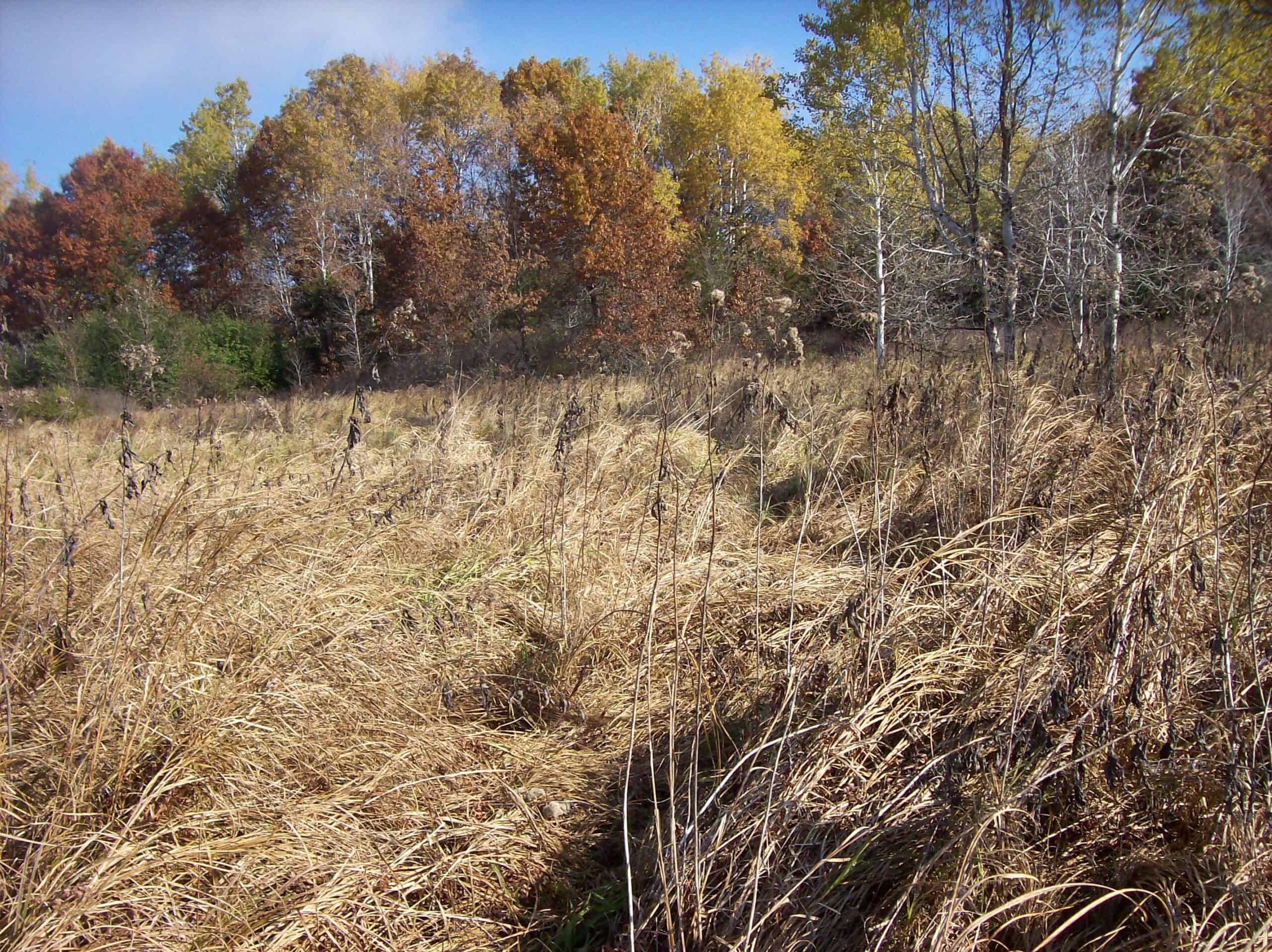 40 Acres of Trophy Whitetail Hunting