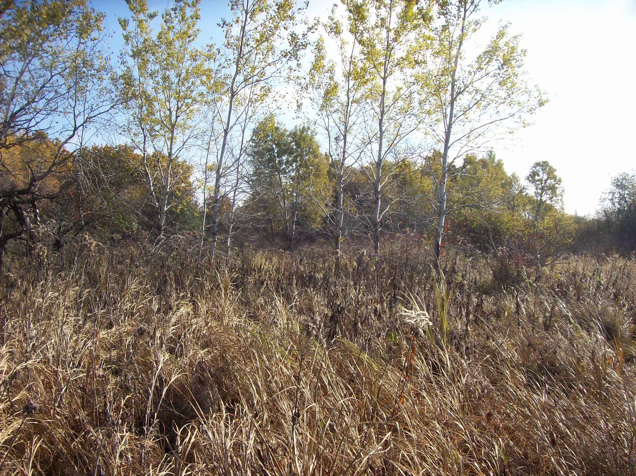 40 Acres of Trophy Whitetail Hunting