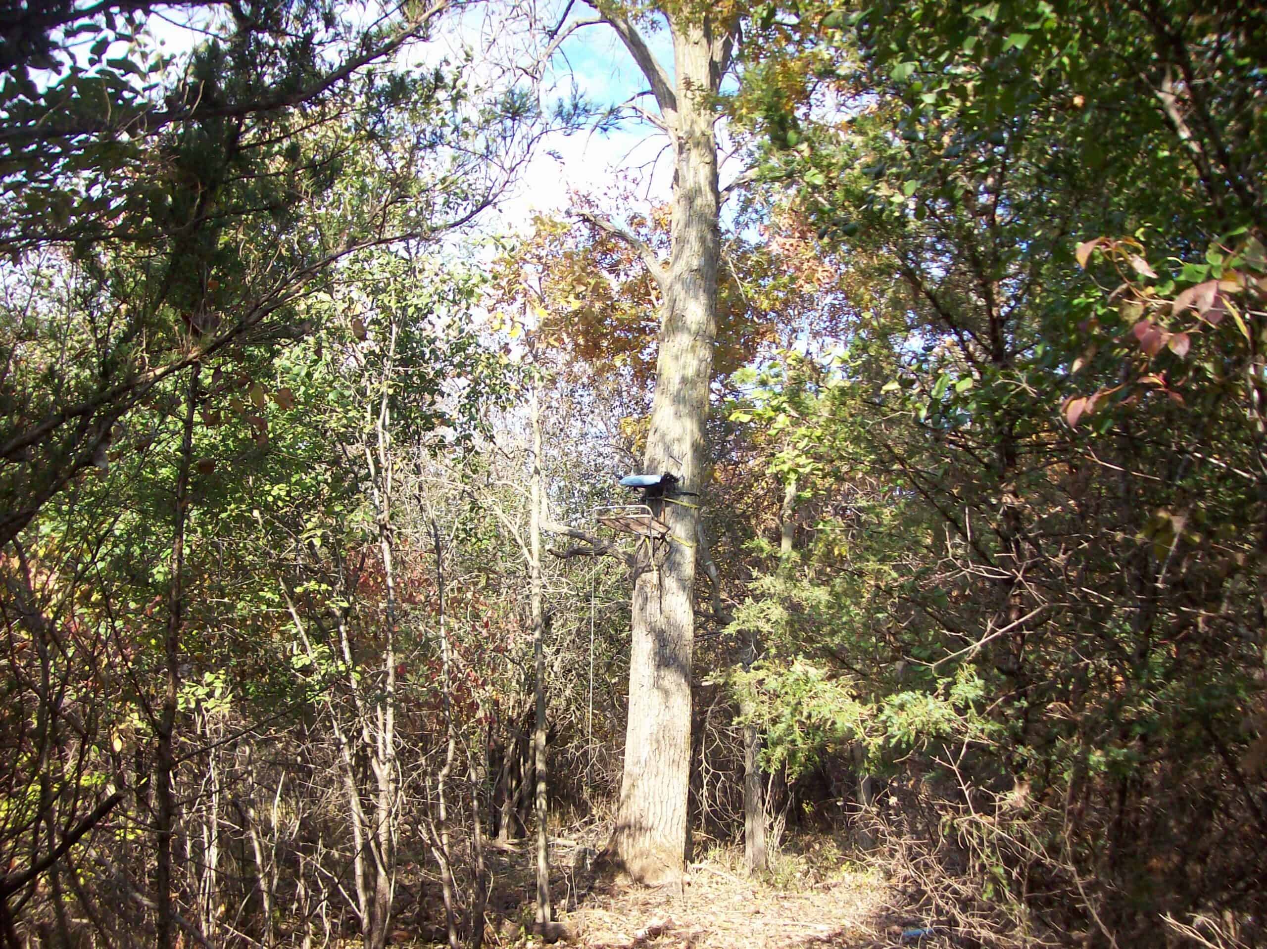 40 Acres of Trophy Whitetail Hunting