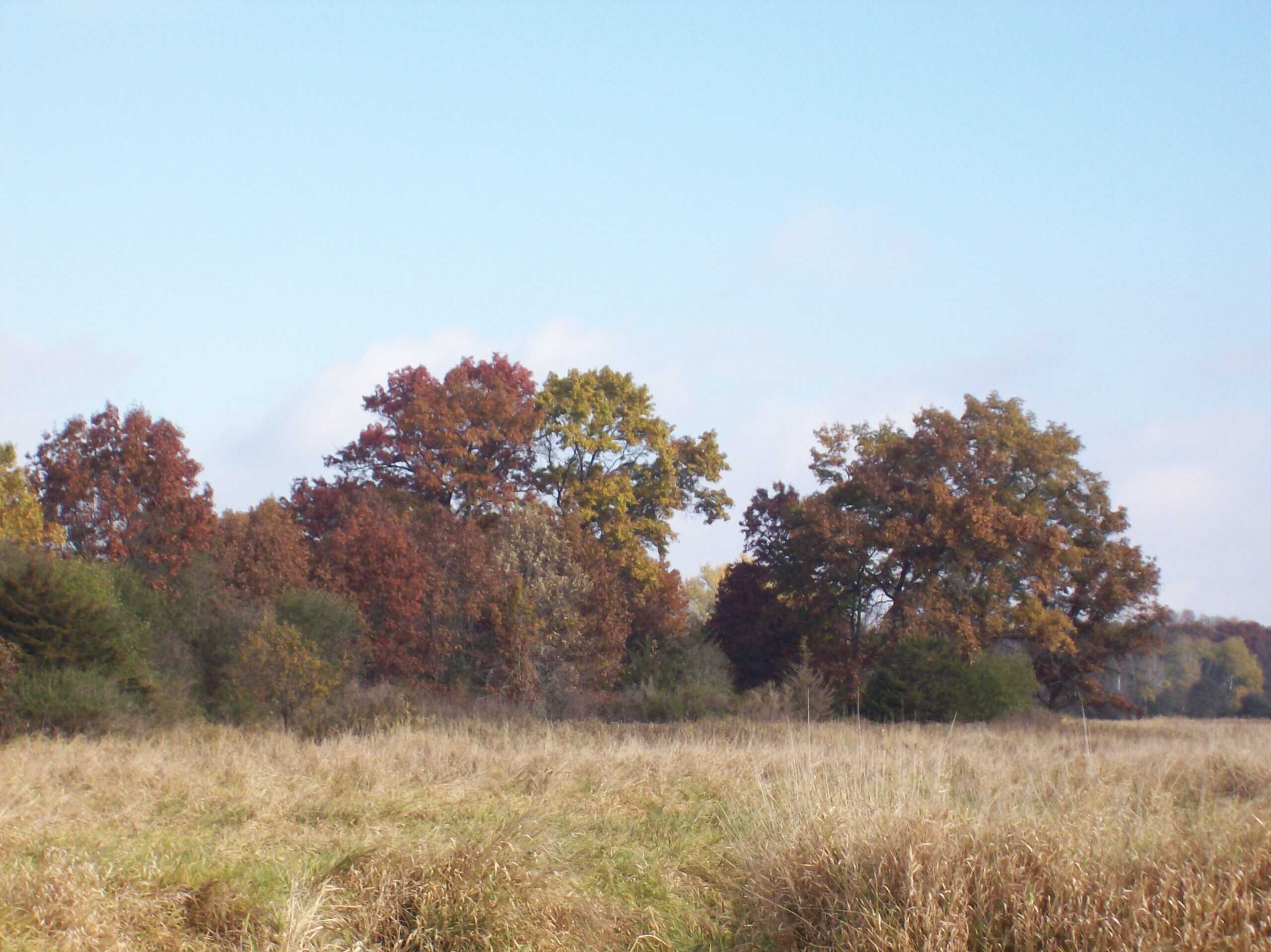 40 Acres of Trophy Whitetail Hunting