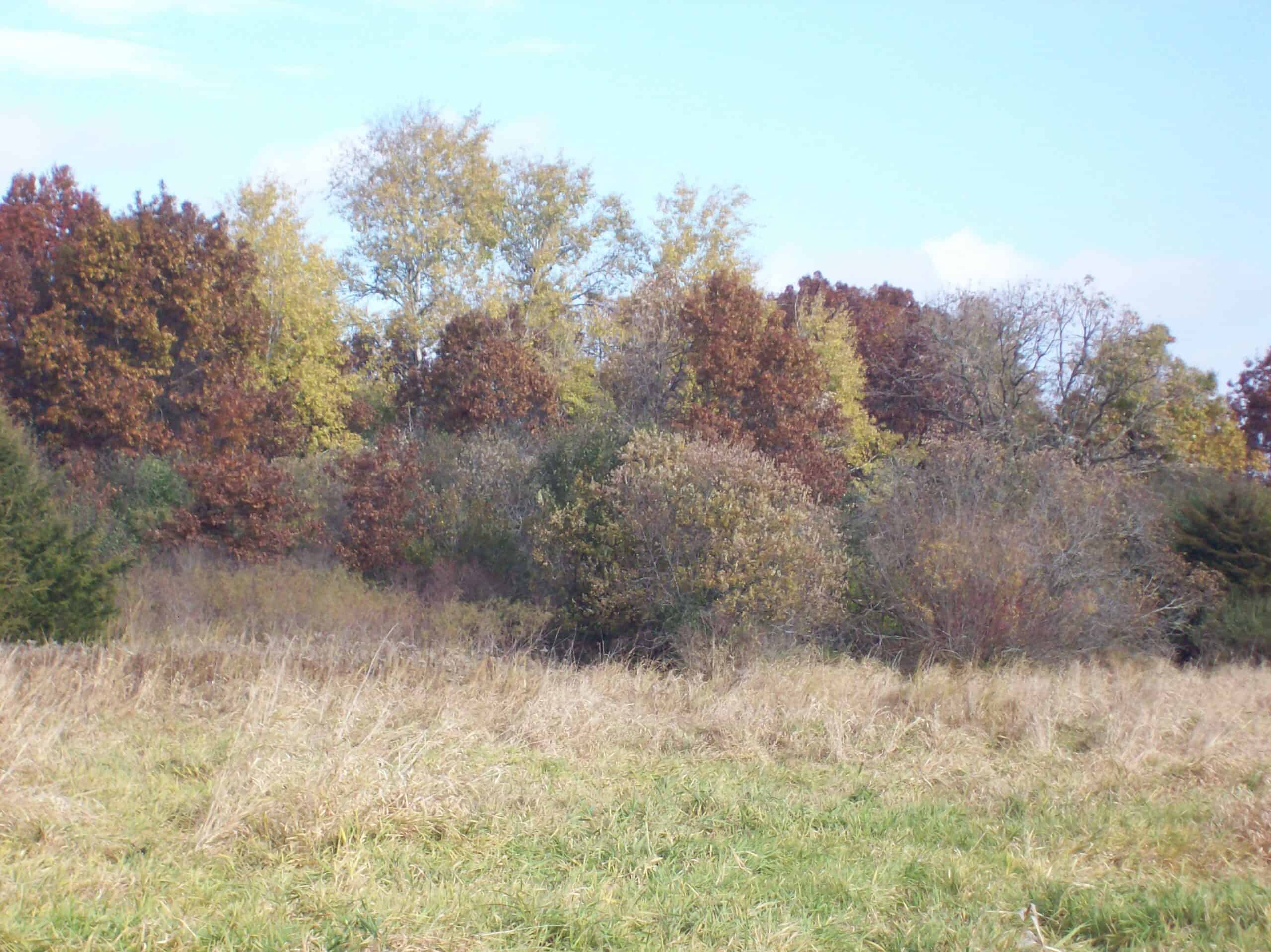 40 Acres of Trophy Whitetail Hunting