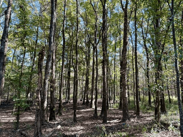 158.8 Acres Creek Frontage Clay County MS