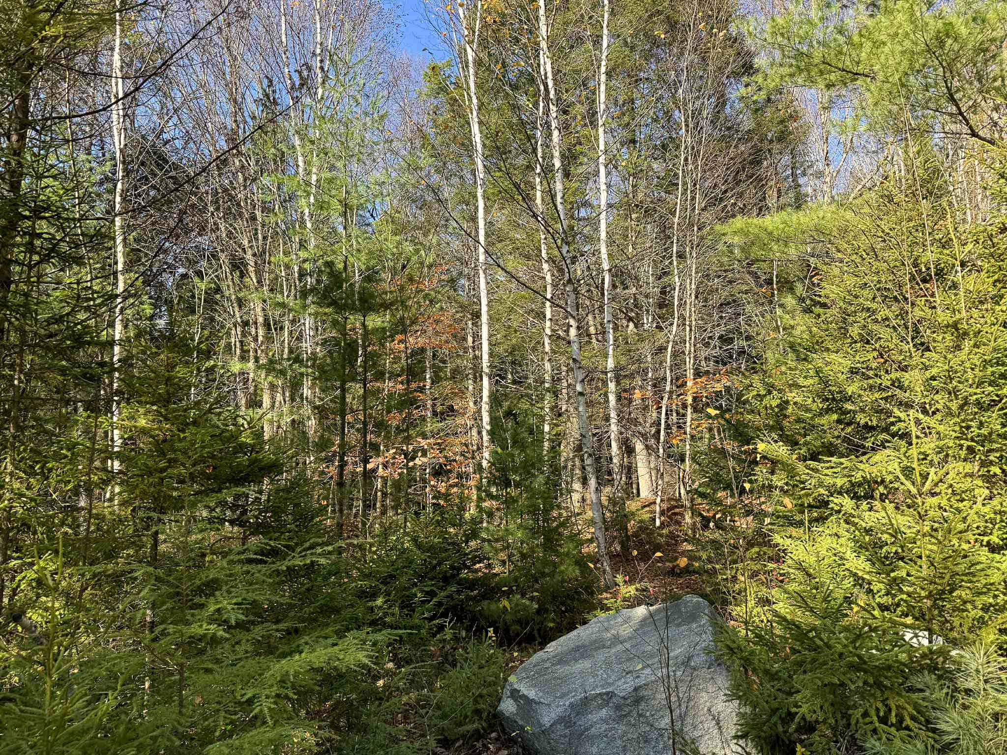 41 Acres with 1330 Ft on Long Lake – Northfield, ME