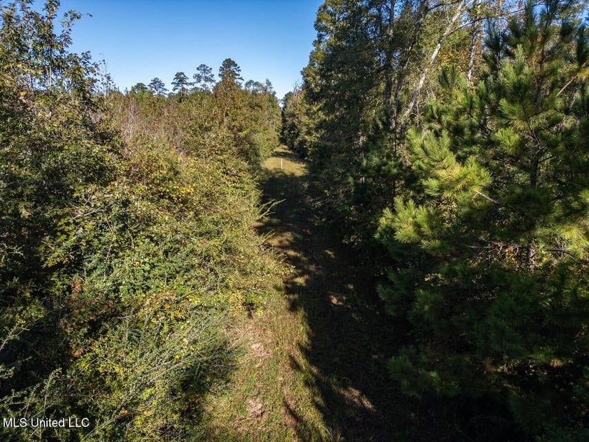 113 Acres of Hunting Land in Liberty, Mississippi