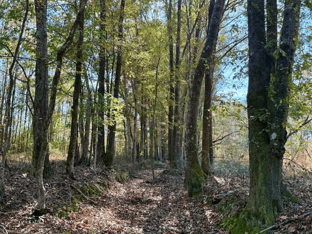 76 Acres For Sale Clay County MS