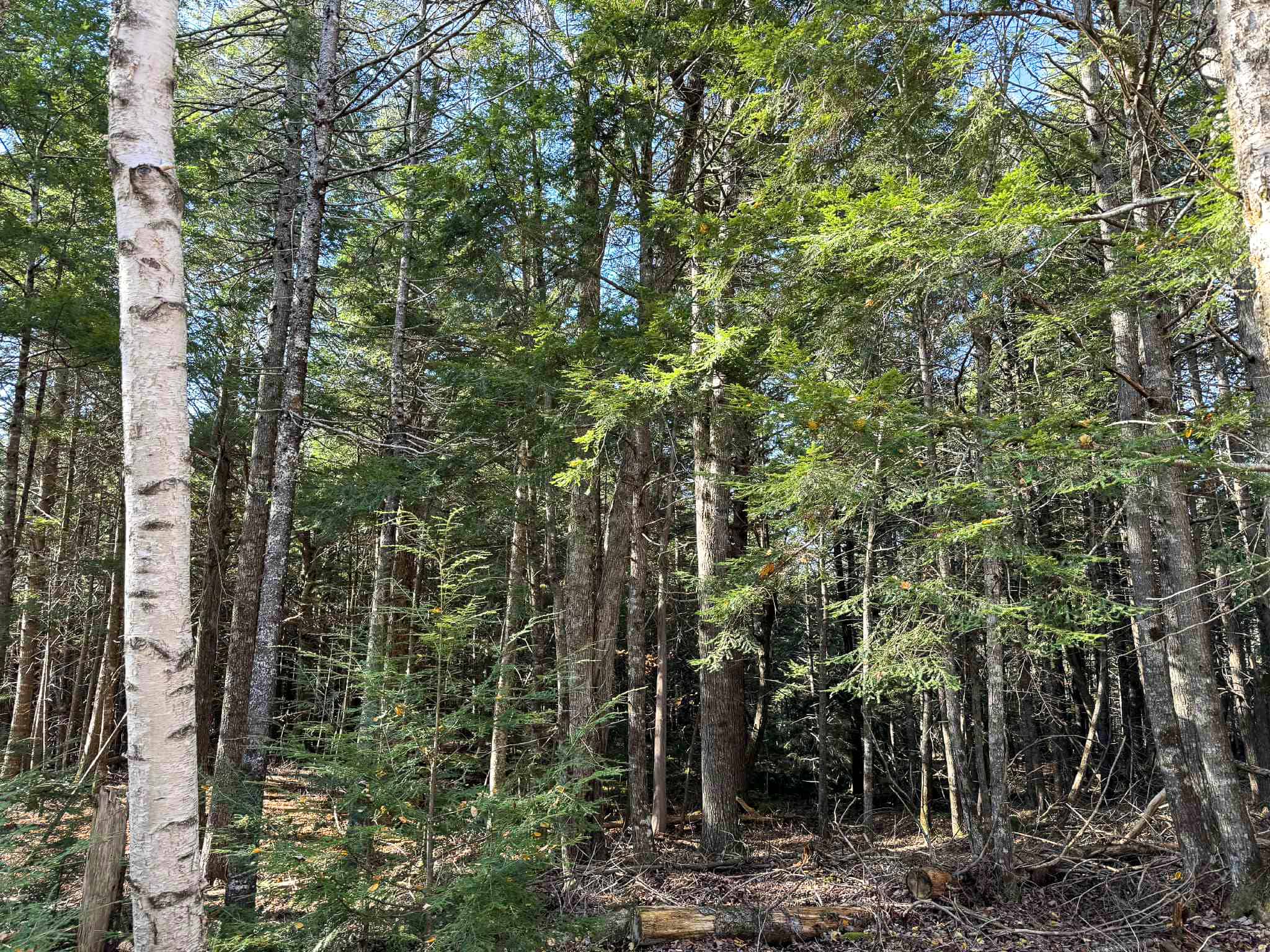 41 Acres with 1330 Ft on Long Lake – Northfield, ME