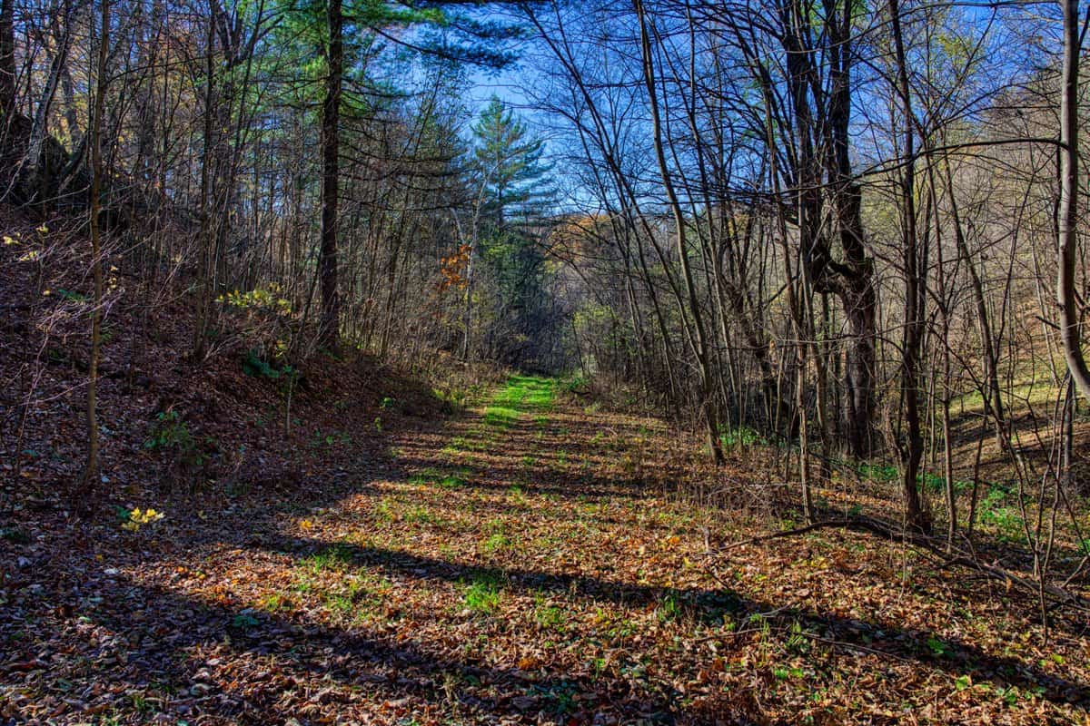 Windy Ridge – Conservation Homestead – 187 ± Acres in Monroe County’s Driftless Area of Wisconsin