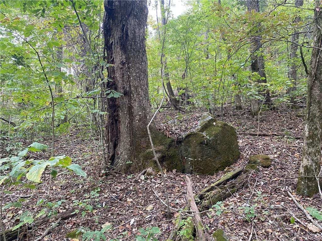 39.75 Newton County Hunting Land/Timber Property For Sale Low Gap