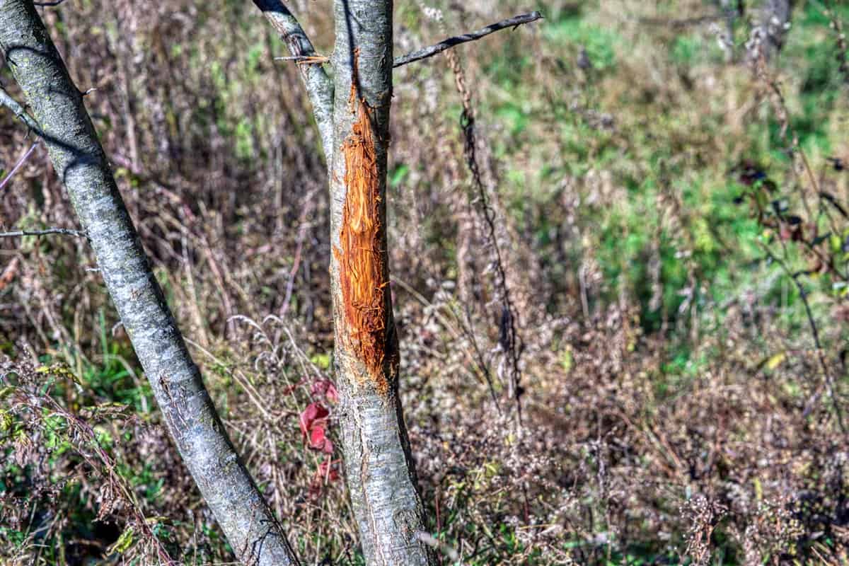 Windy Ridge – Conservation Homestead – 187 ± Acres in Monroe County’s Driftless Area of Wisconsin