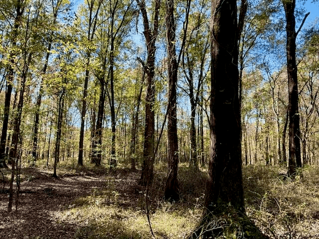 76 Acres For Sale Clay County MS