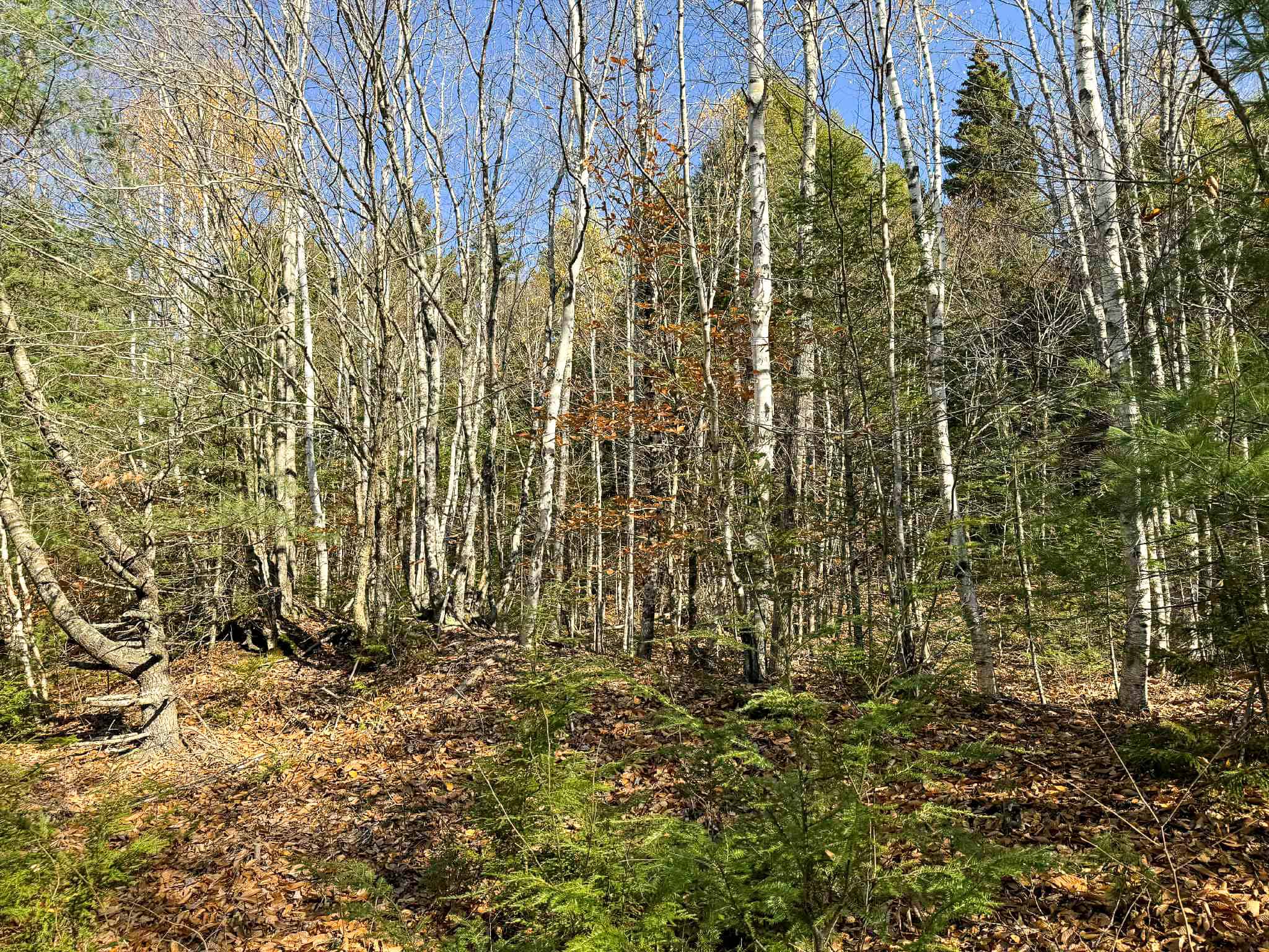 41 Acres with 1330 Ft on Long Lake – Northfield, ME
